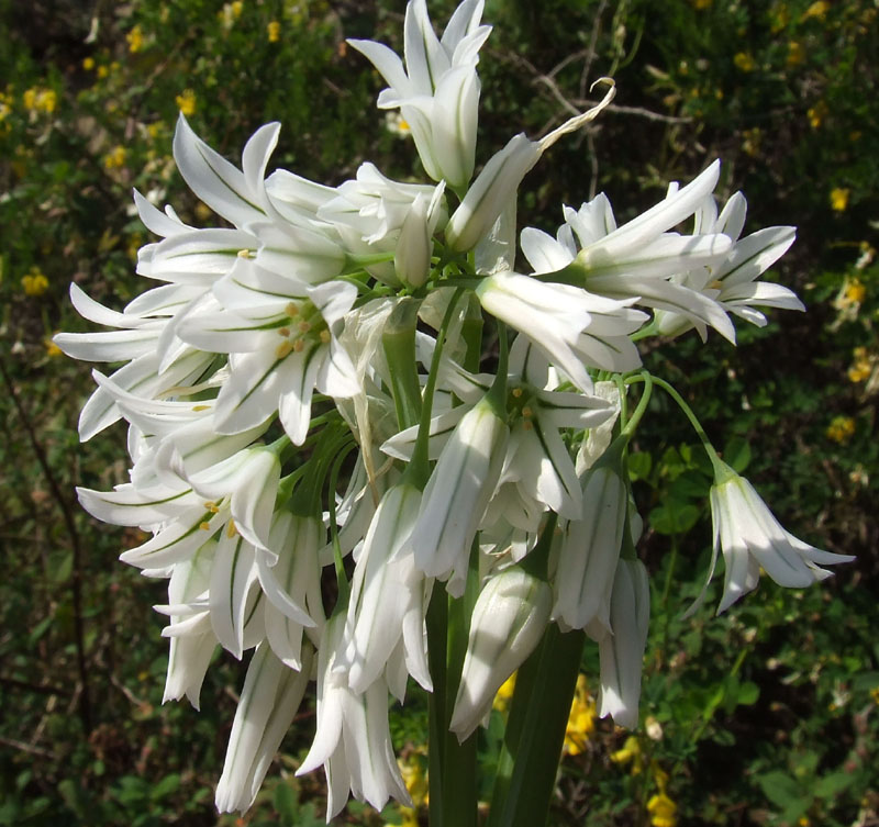 Allium triquetrum / Aglio trigono